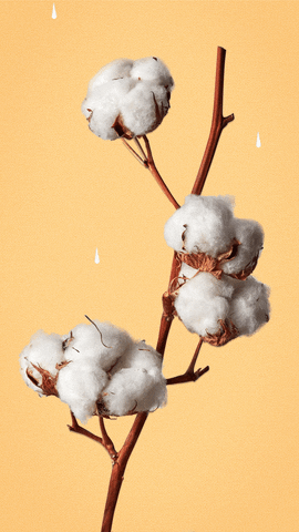 Watering cotton gif